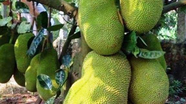 Cây ăn quả (Thân gỗ)_10