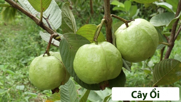 Cây ăn quả (Thân gỗ)_12