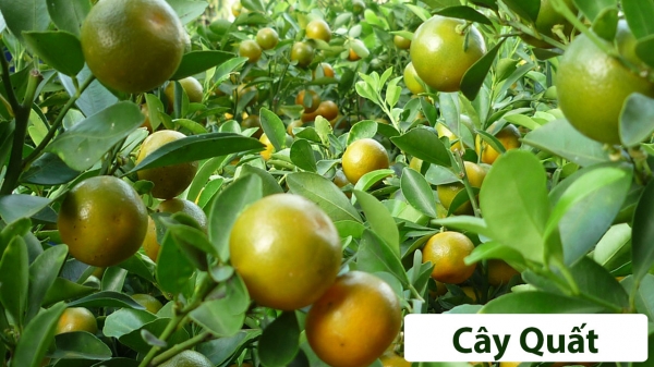 Cây ăn quả (Thân gỗ)_13