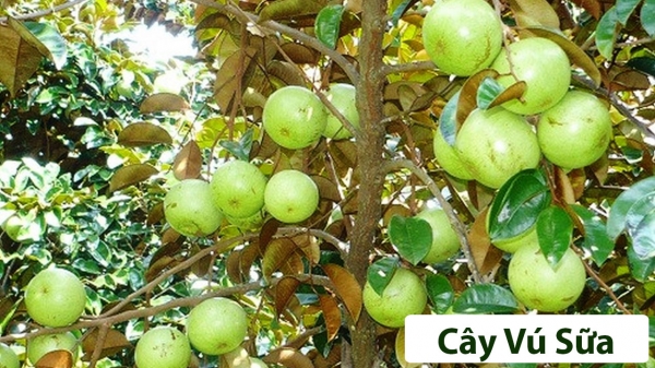 Cây ăn quả (Thân gỗ)_14