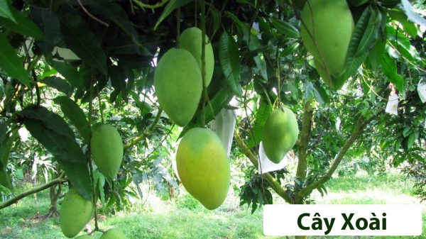 Cây ăn quả (Thân gỗ)_15