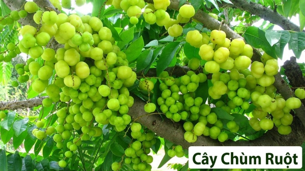 Cây ăn quả (Thân gỗ)_16