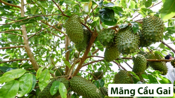 Cây ăn quả (Thân gỗ)_17