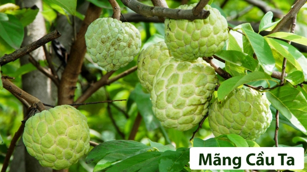 Cây ăn quả (Thân gỗ)_18