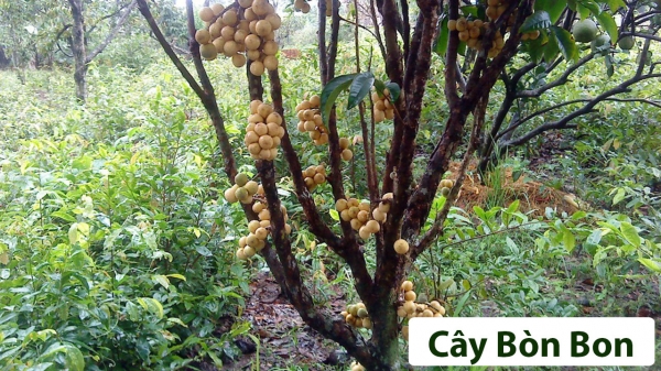 Cây ăn quả (Thân gỗ)_1