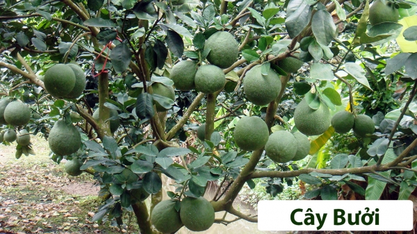 Cây ăn quả (Thân gỗ)_2