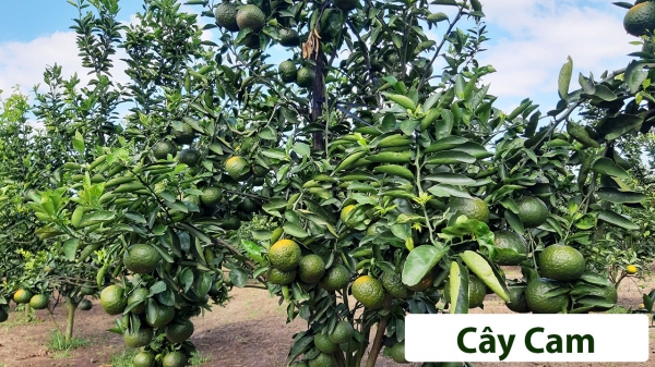 Cây ăn quả (Thân gỗ)_3