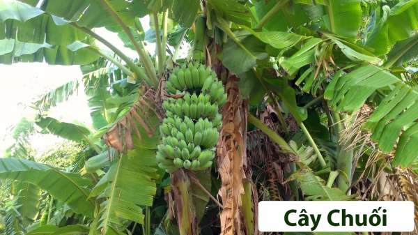 Cây ăn quả (Thân gỗ)_5