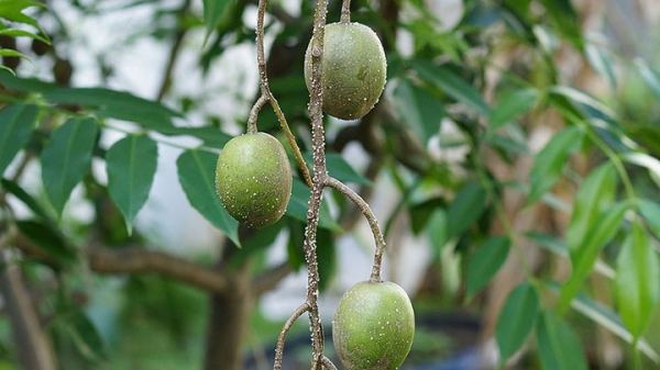 Cây ăn quả (Thân gỗ)_6