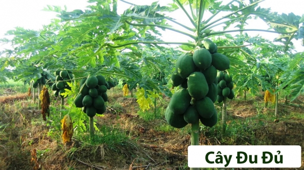 Cây ăn quả (Thân gỗ)_7