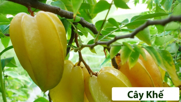 Cây ăn quả (Thân gỗ)_8