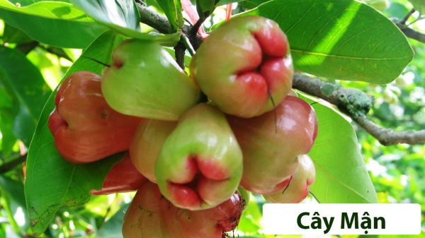 Cây ăn quả (Thân gỗ)_9