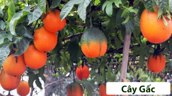 Cây ăn quả (Thân Leo)_1