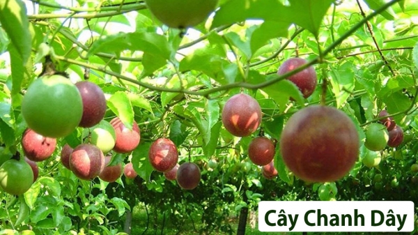 Cây ăn quả (Thân Leo)_2