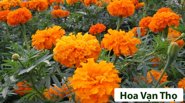 Hoa Thân Thảo_11