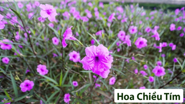 Hoa Thân Thảo_2