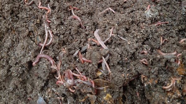 Mô Hình Làm Phân Compost Từ Rác Hữu Cơ_9