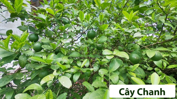 Cây ăn quả (Thân gỗ)_4