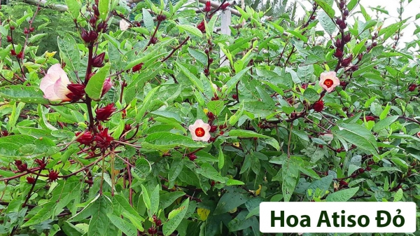 Cây Hương Liệu_1