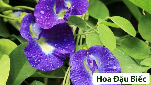 Cây Hương Liệu_2