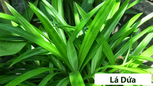 Cây Hương Liệu_3