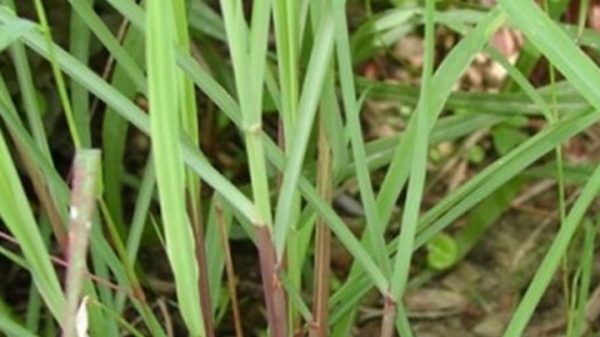 Cây Hương Liệu_4