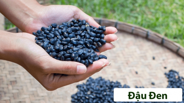 Cây Rau Ăn Quả_5