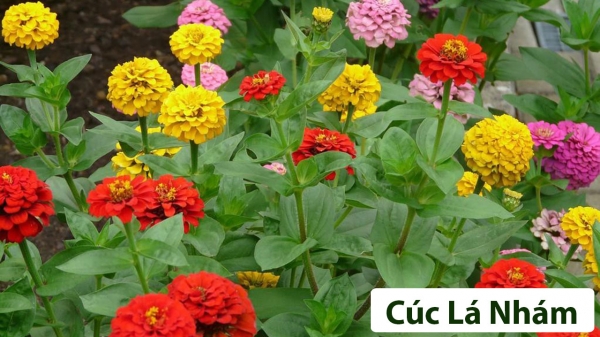 Sản Phẩm Vườn