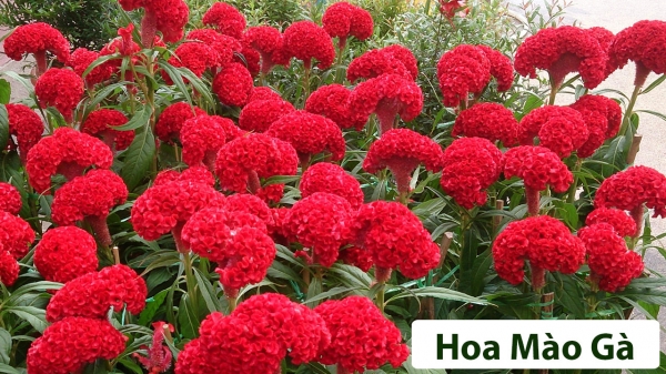 Hoa Thân Thảo_7