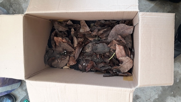 Mô Hình Làm Phân Compost - Chuẩn Bị_4