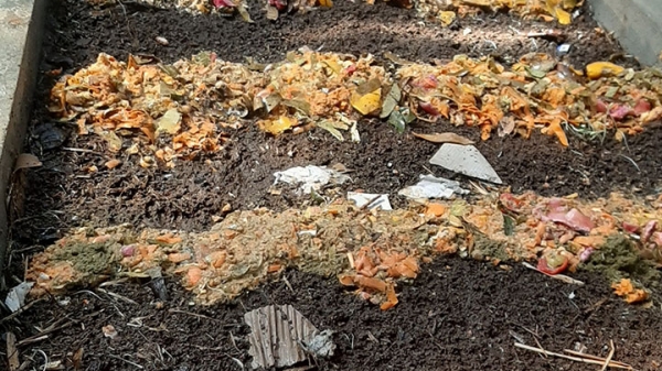 Mô Hình Nuôi Trùn Quế_7