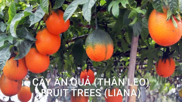Cây ăn quả (Thân Leo)