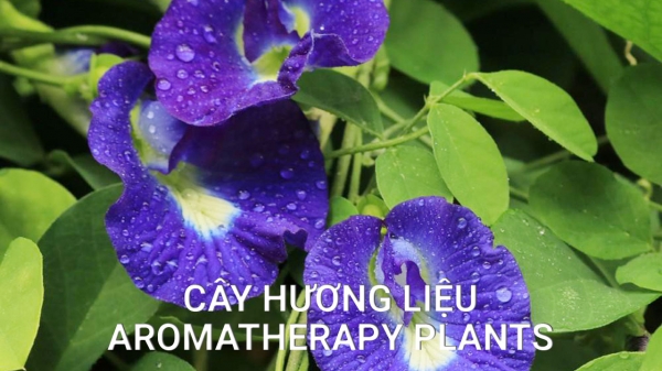 Cây Hương Liệu