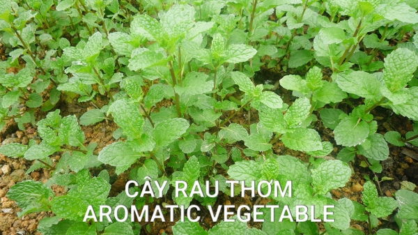 Cây Rau Thơm