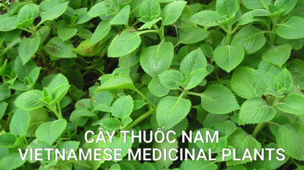 Cây Thuốc Nam