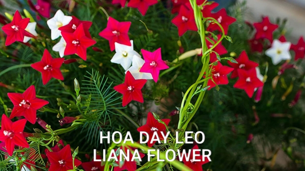 Hoa Dây Leo