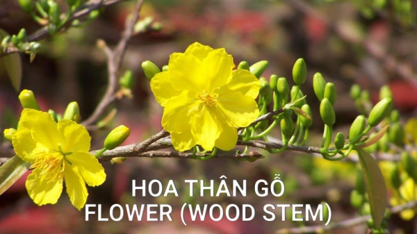 Cây-Hoa Thân Gỗ