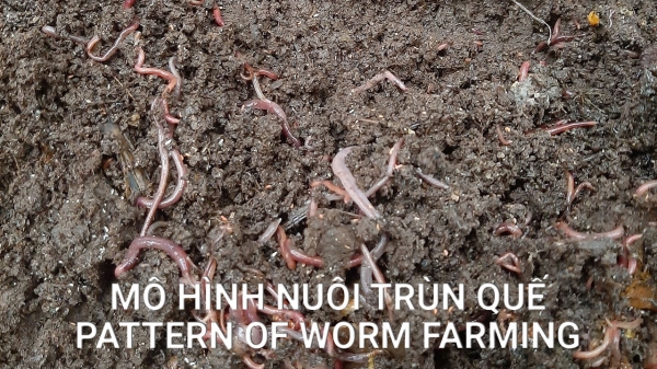 Mô Hình Nuôi Trùn Quế