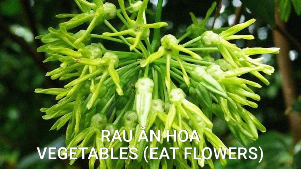 Rau Ăn Hoa