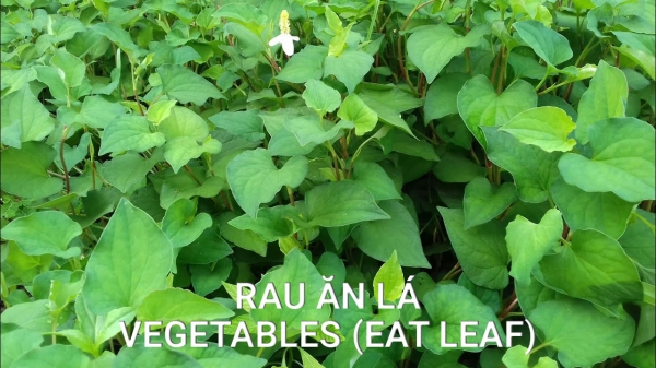 Rau Ăn Lá